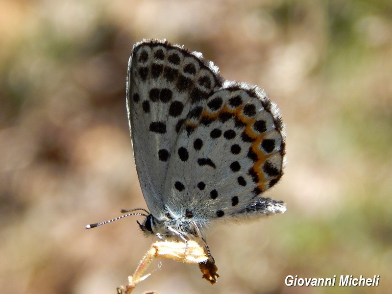 Colpaccio nel Parco del Ticino - Scolitantides orion